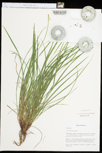 Carex oligocarpa image