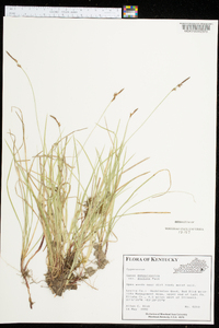 Carex pensylvanica var. distans image