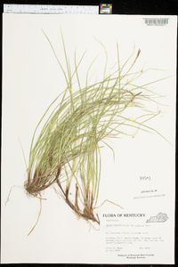 Carex pensylvanica var. distans image