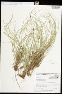 Carex pensylvanica var. distans image