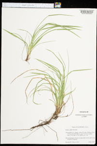 Carex picta image