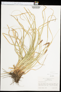 Carex picta image