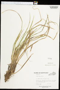 Carex picta image