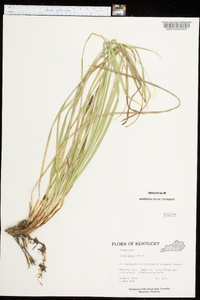 Carex picta image