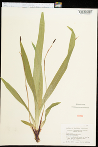 Carex plantaginea image