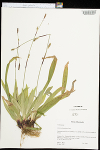 Carex plantaginea image