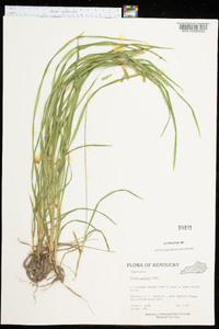 Carex prasina image