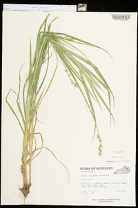 Carex projecta image