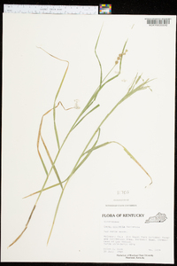 Carex projecta image