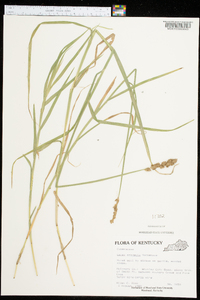 Carex projecta image