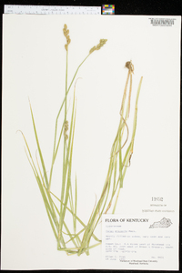 Carex projecta image