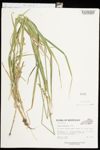 Carex projecta image