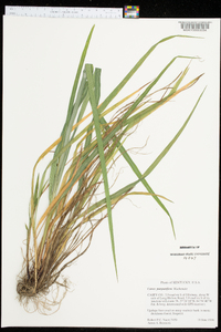 Carex purpurifera image