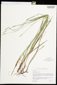 Carex purpurifera image