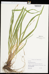 Carex purpurifera image