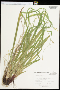 Carex purpurifera image