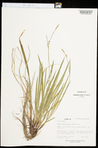 Carex purpurifera image