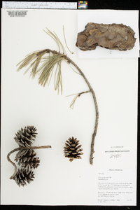 Pinus echinata image