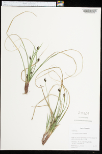 Carex nigromarginata image