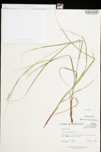 Carex virescens image