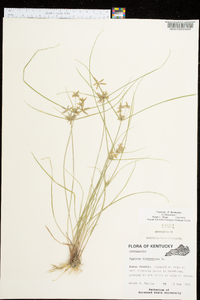 Cyperus flavescens image