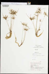 Cyperus flavescens image