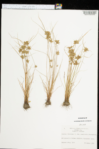 Cyperus flavescens image