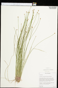 Eleocharis ovata image