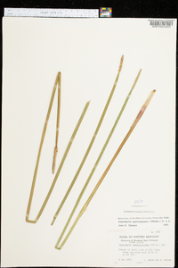 Eleocharis quadrangulata image