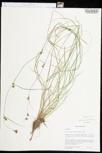 Rhynchospora capitellata image