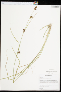 Rhynchospora capitellata image