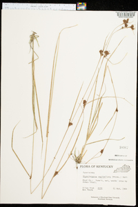 Rhynchospora capitellata image