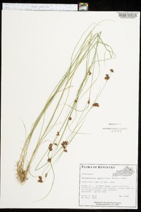 Rhynchospora capitellata image