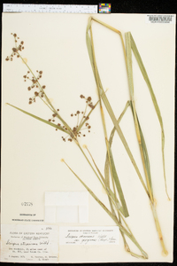 Scirpus atrovirens var. georgianus image