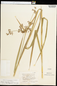 Scirpus atrovirens var. georgianus image