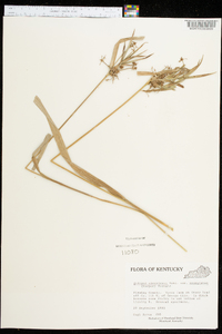 Scirpus atrovirens var. georgianus image