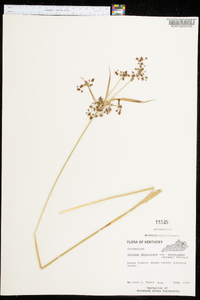 Scirpus atrovirens var. georgianus image