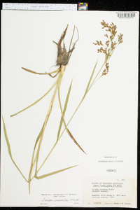 Scirpus pendulus image