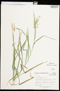 Scirpus polyphyllus image