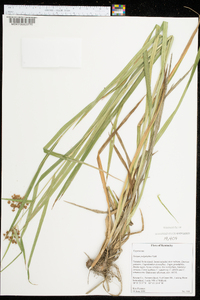 Scirpus polyphyllus image