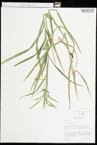 Scirpus polyphyllus image