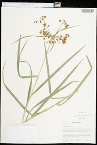 Scirpus polyphyllus image