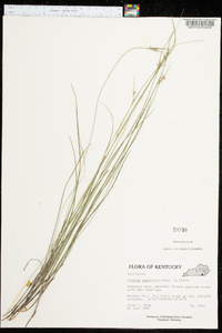 Scleria pauciflora image