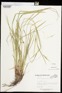 Scleria triglomerata image