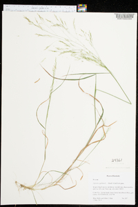 Agrostis capillaris image