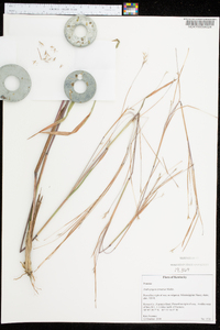 Andropogon ternarius image