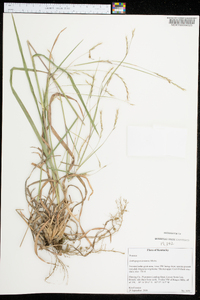 Andropogon ternarius image