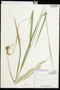 Calamagrostis cinnoides image