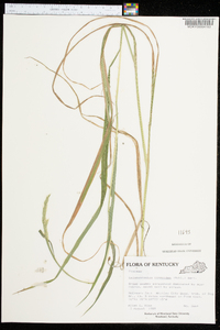 Calamagrostis cinnoides image