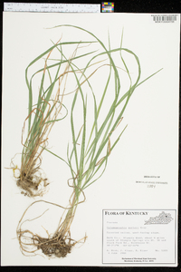 Calamagrostis porteri image